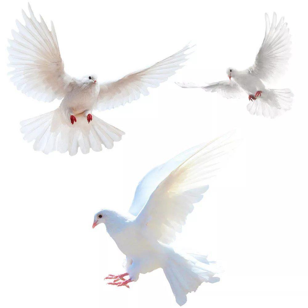 Наклейки на стену Peace Dove д – обзор и цена Interior Design Magazine