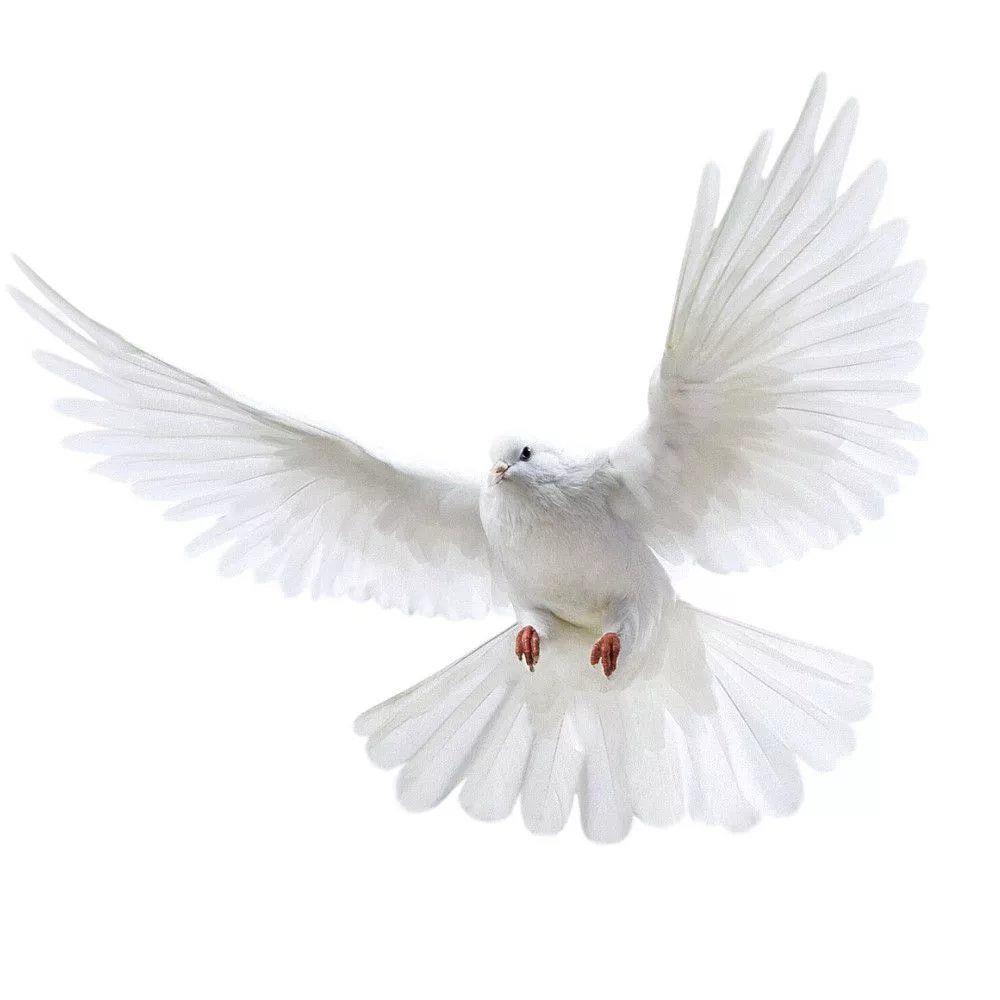 Наклейки на стену Peace Dove д – обзор и цена Interior Design Magazine