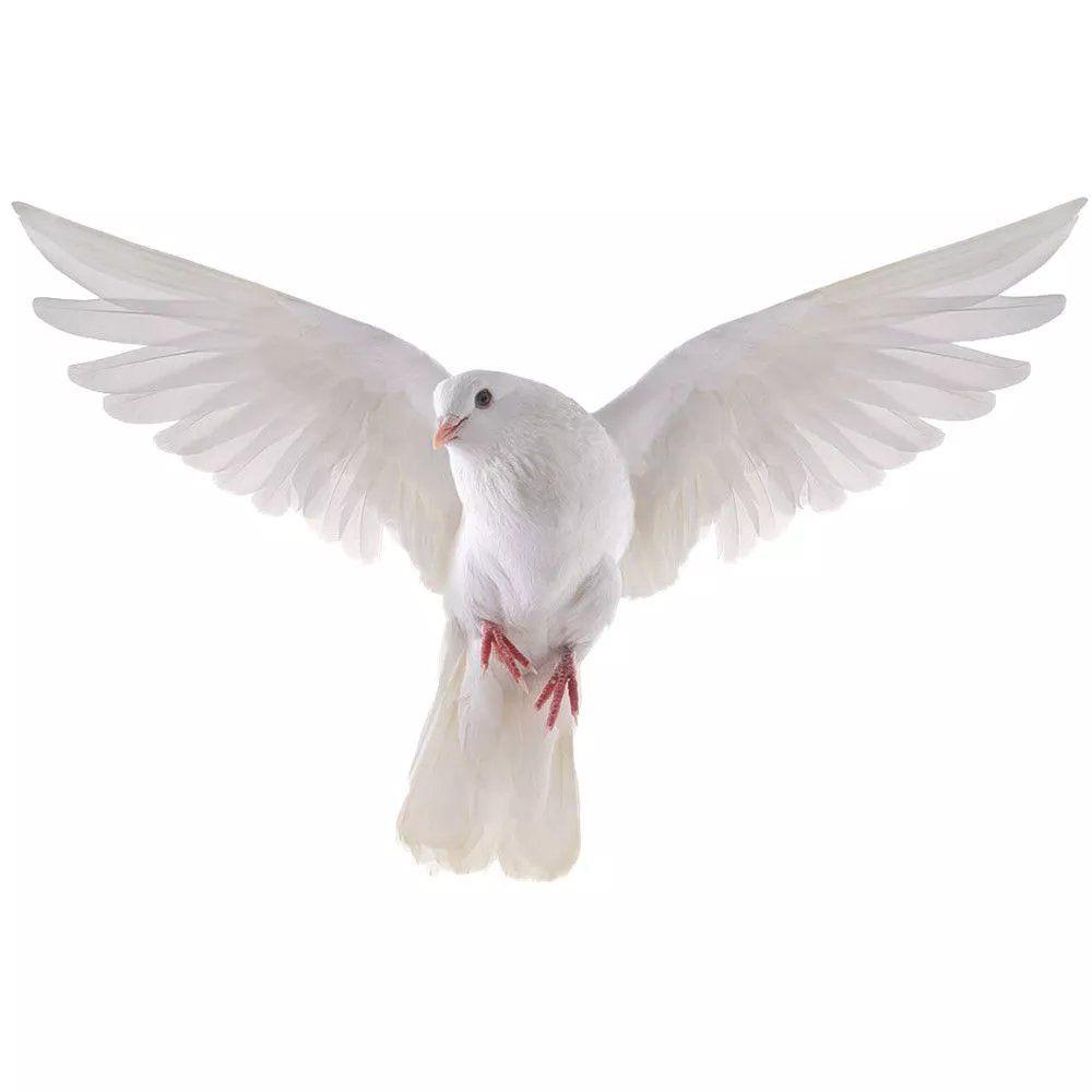 Наклейки на стену Peace Dove д – обзор и цена Interior Design Magazine